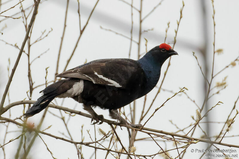 Black Grouse male adult