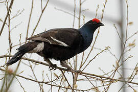 Black Grouse