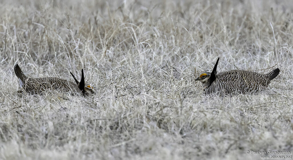 Lesser Prairie Chicken male adult