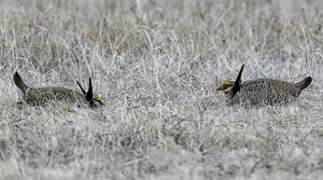 Lesser Prairie Chicken