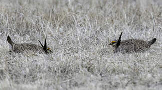 Lesser Prairie Chicken