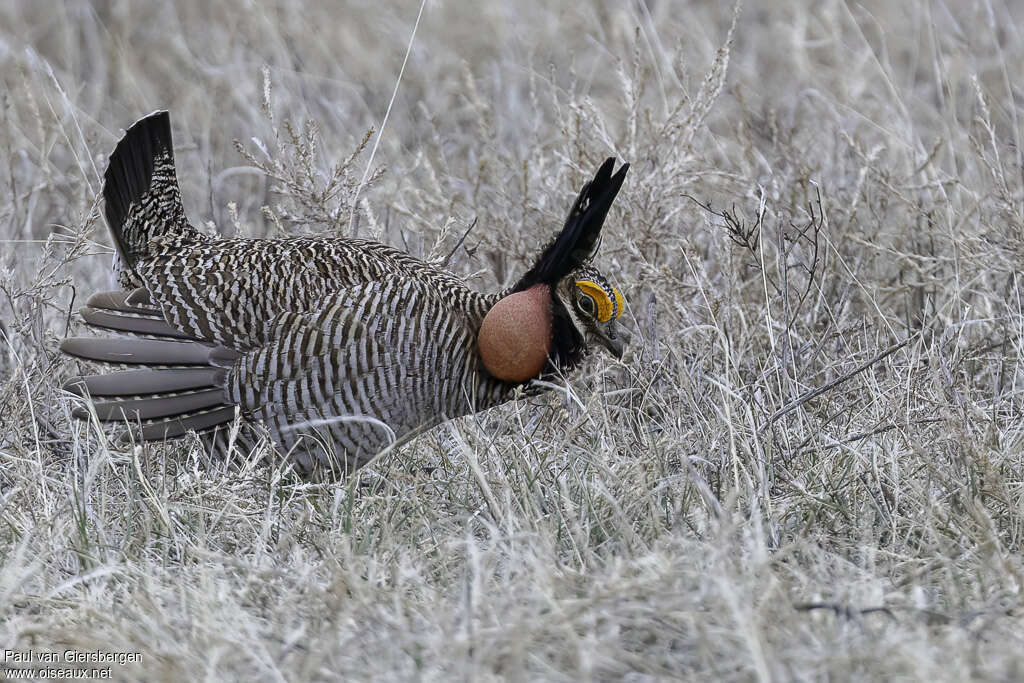 Lesser Prairie Chicken male adult