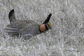 Lesser Prairie Chicken