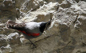 Wallcreeper