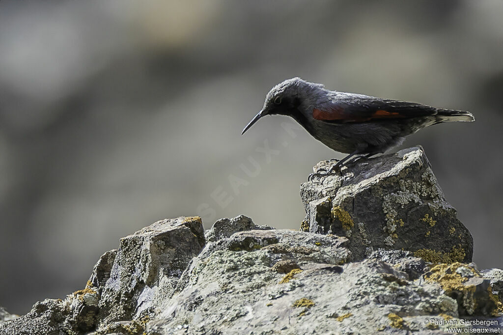 Wallcreeper male adult