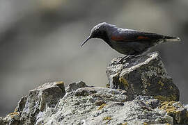 Wallcreeper