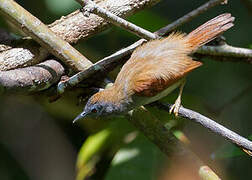 Chestnut-winged Babbler