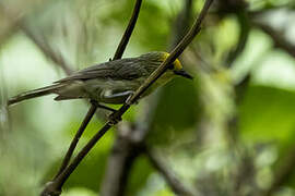 Golden-crowned Babbler