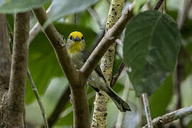 Golden-crowned Babbler