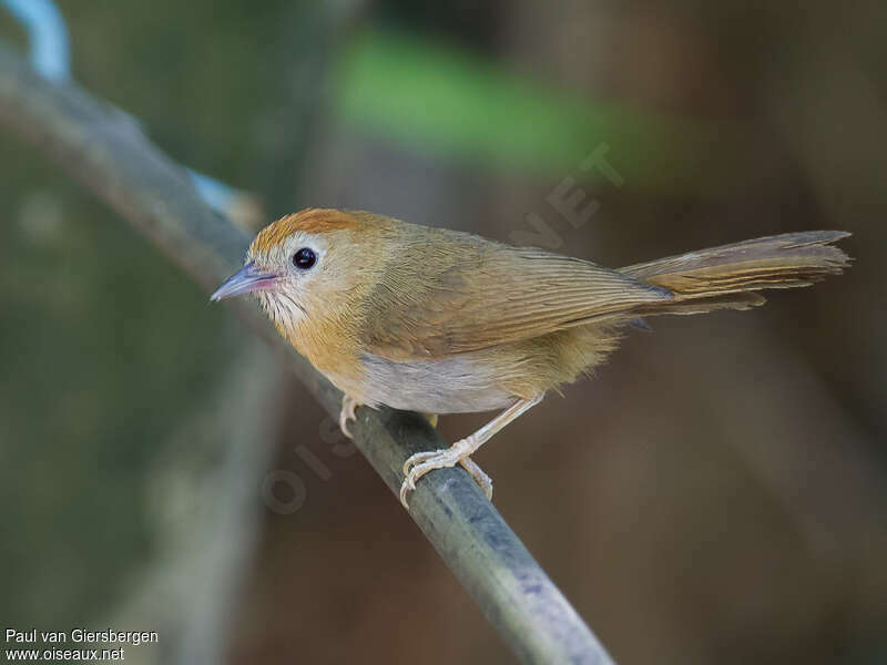 Timalie à front rouxadulte, identification