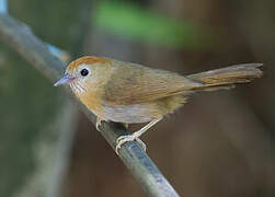 Rufous-fronted Babbler