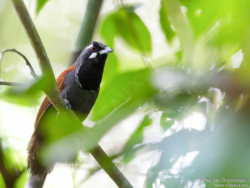 Black-throated Babbler