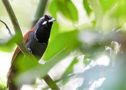 Black-throated Babbler