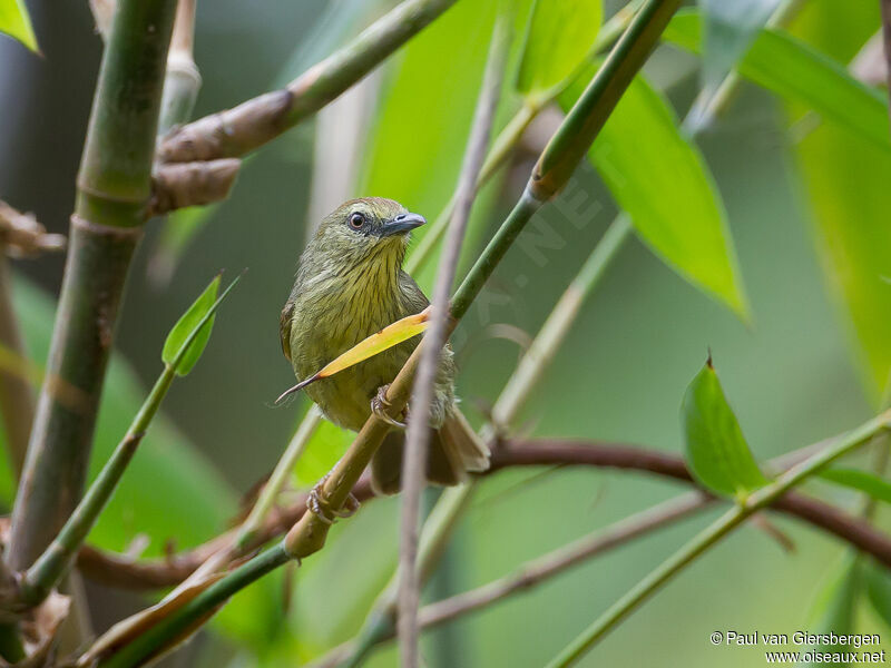 Pin-striped Tit-Babbleradult