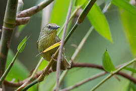 Pin-striped Tit-Babbler