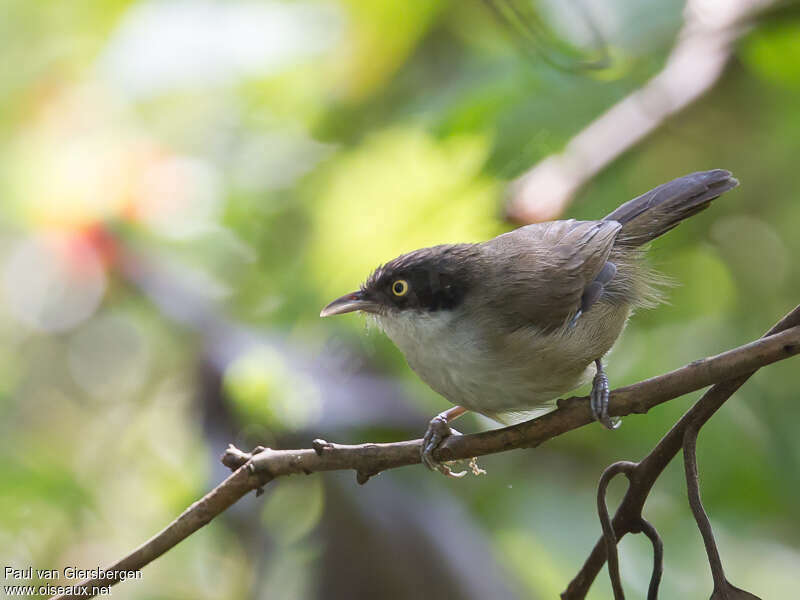 Dark-fronted Babbleradult, identification, Behaviour