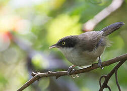 Dark-fronted Babbler