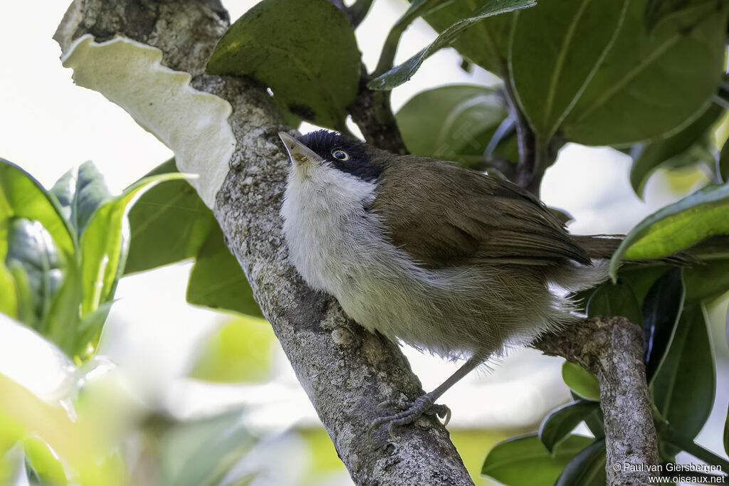 Dark-fronted Babbleradult