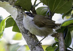 Dark-fronted Babbler