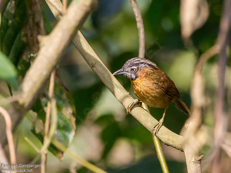 Grey-throated Babbleradult, identification