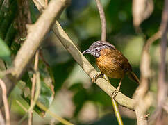 Grey-throated Babbler