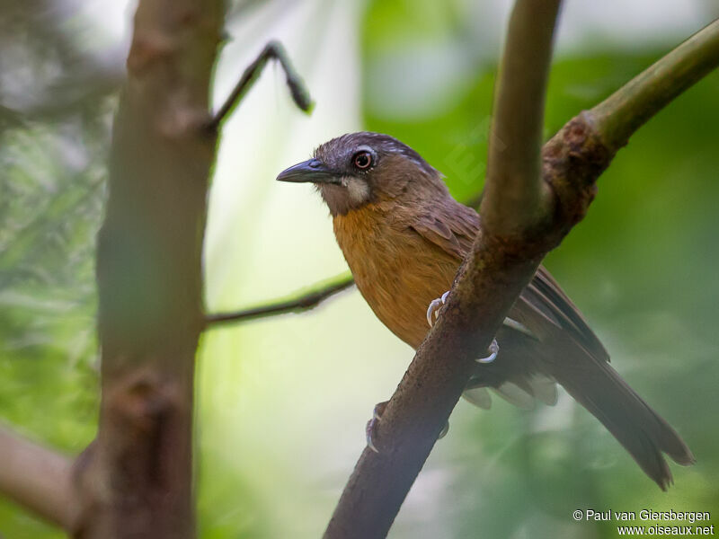 Grey-throated Babbler