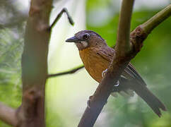 Grey-throated Babbler