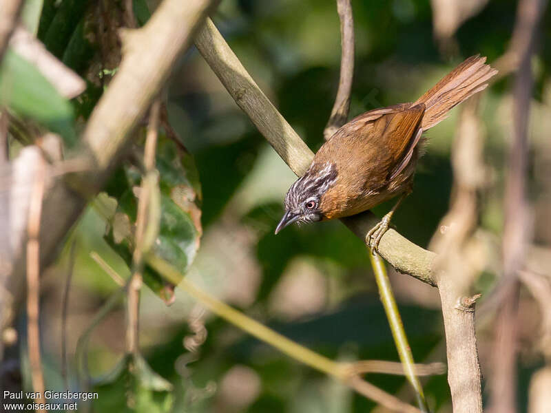 Grey-throated Babbleradult, Behaviour