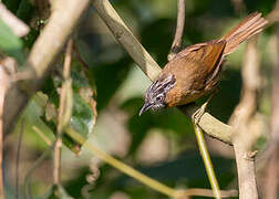 Grey-throated Babbler