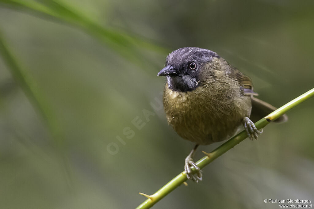 Grey-throated Babbleradult