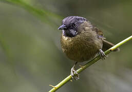 Grey-throated Babbler