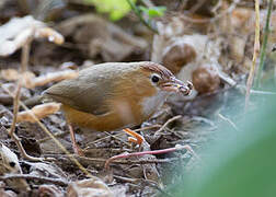 Tawny-bellied Babbler