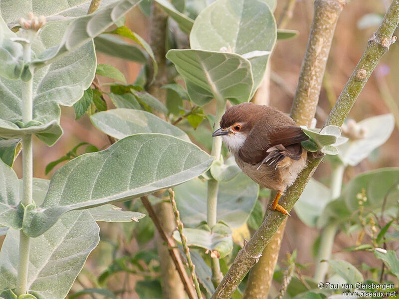 Yellow-eyed Babbler