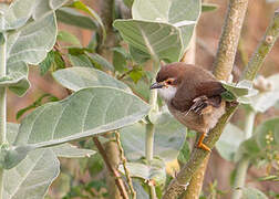 Yellow-eyed Babbler