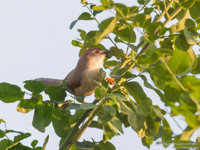 Yellow-eyed Babbler