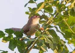 Yellow-eyed Babbler