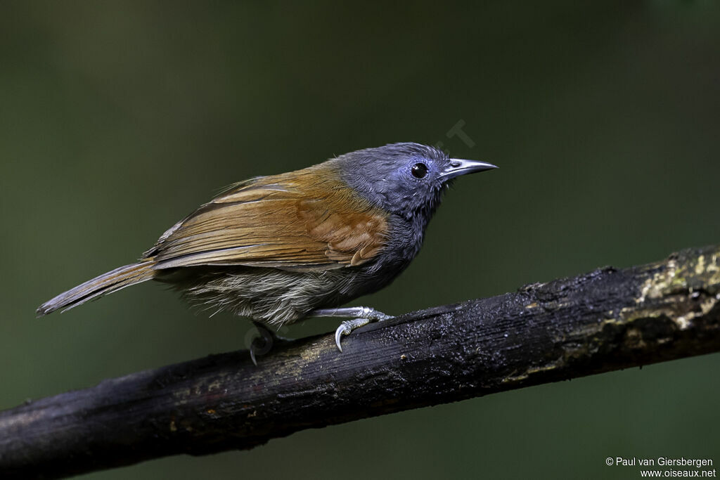 Grey-hooded Babbleradult