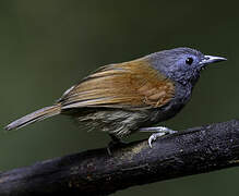 Grey-hooded Babbler