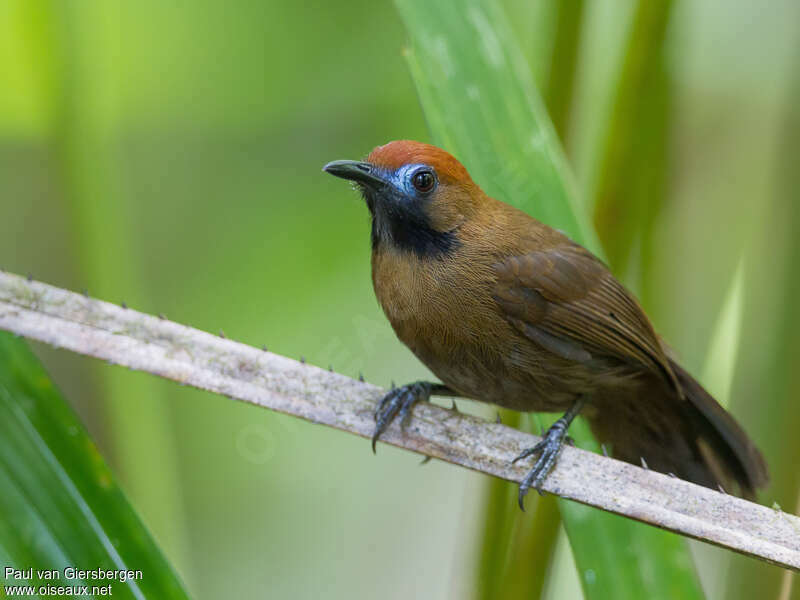 Fluffy-backed Tit-Babbler