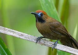 Fluffy-backed Tit-Babbler