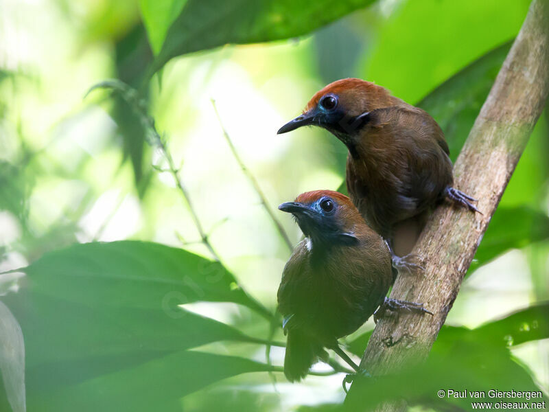 Fluffy-backed Tit-Babbler