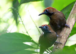 Fluffy-backed Tit-Babbler