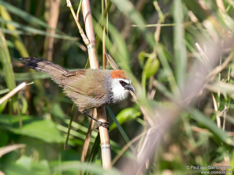 Chestnut-capped Babbler