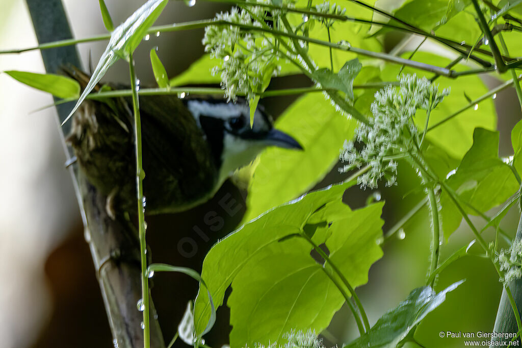 Snowy-throated Babbler