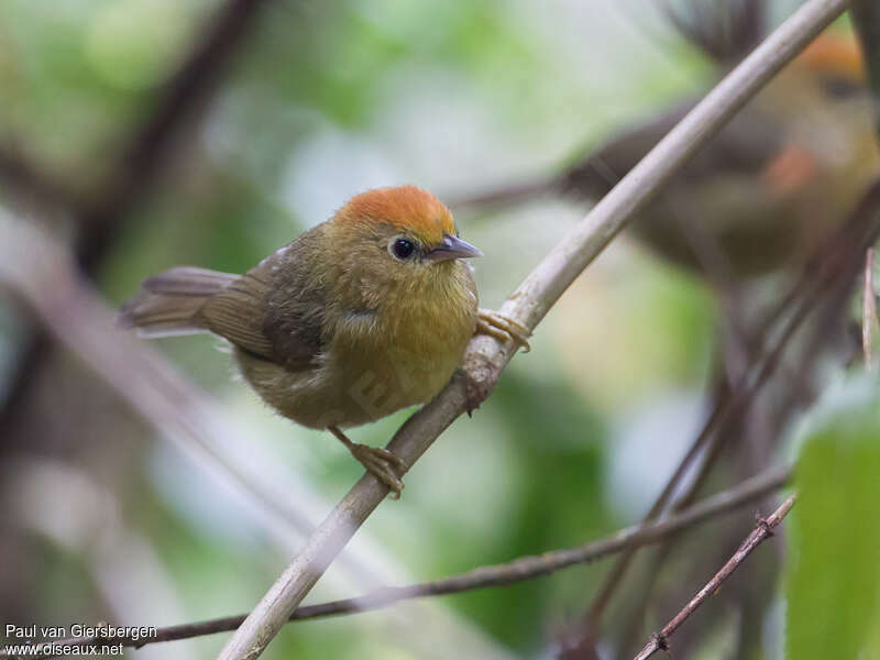 Rufous-capped Babbleradult, identification