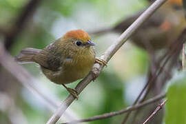 Rufous-capped Babbler