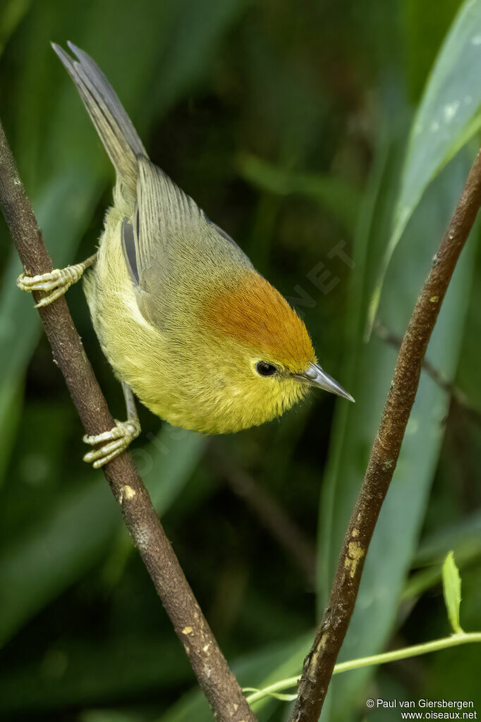 Timalie de Blythadulte