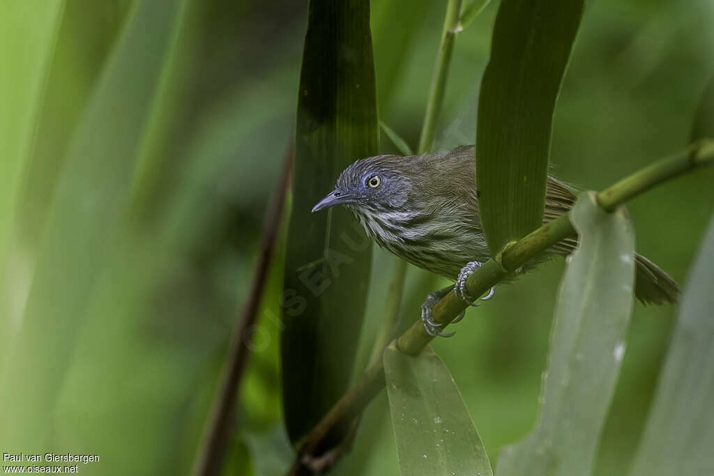 Bold-striped Tit-Babbleradult