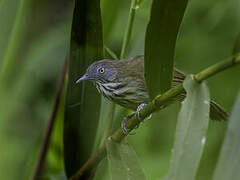 Bold-striped Tit-Babbler