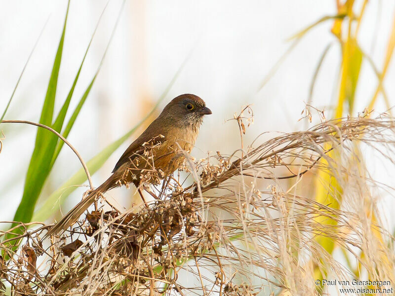 Jerdon's Babbler